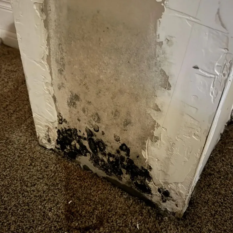 Professional Mold Removal in Struthers, OH